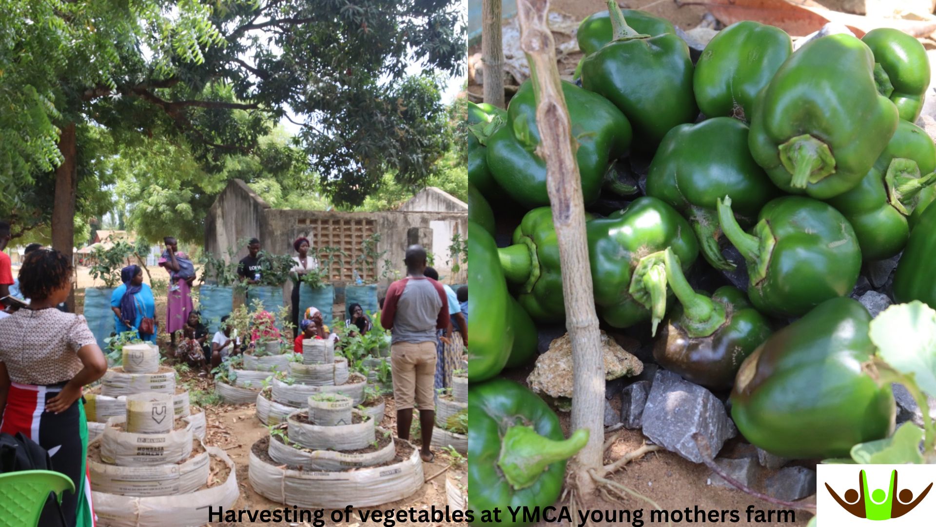 Harvesting of vegetables at YMCA young mothers farm.jpg